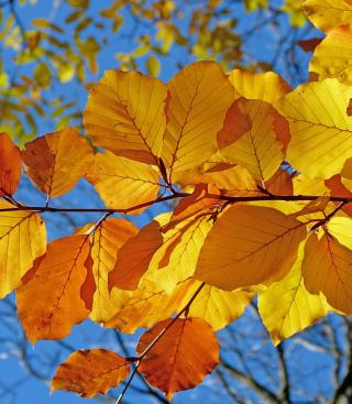 Herfstfoto